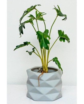 Philodendron Xanadu 45cm de largo