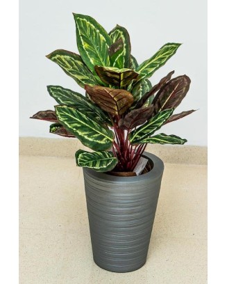 Planta calathea roseopicta 43cm de largo