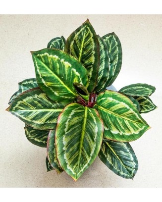 Planta calathea roseopicta 43cm de largo