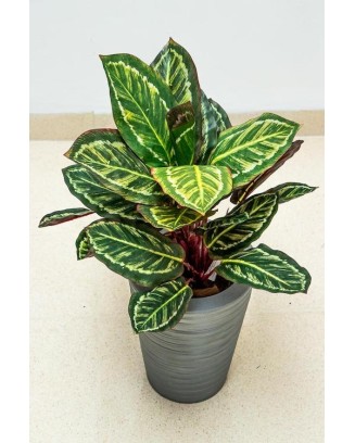 Planta calathea roseopicta 43cm de largo