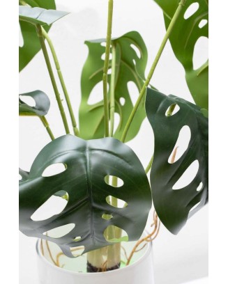 Planta monstera andasonii con raices 41cm largo