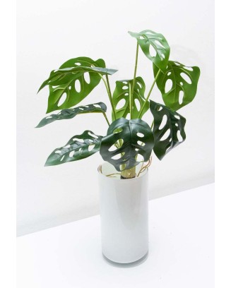 Planta monstera andasonii con raices 41cm largo