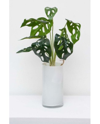 Planta monstera andasonii con raices 41cm largo