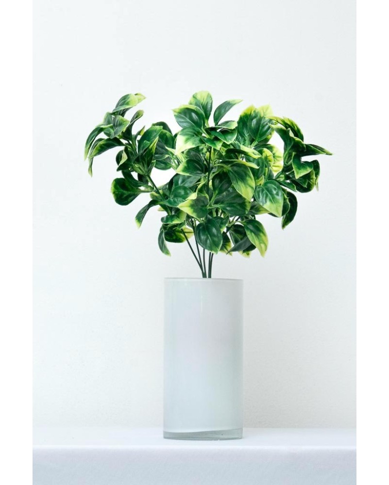 Plantita evonimo jaspeada 37cm altura
