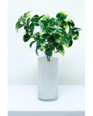 Plantita evonimo jaspeada 37cm altura