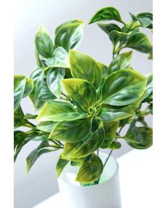 Plantita evonimo verde 37cm altura