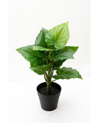 Plantita hoja elegante textura natural en maceta 35cm altura