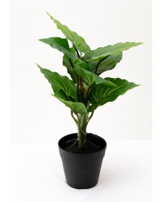 Plantita hoja elegante textura natural en maceta 35cm altura