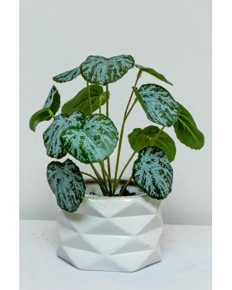 Tradescantia ceniza 25cm largo