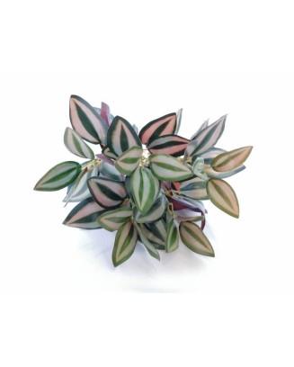Tradescantia con 5 varas, 32cm