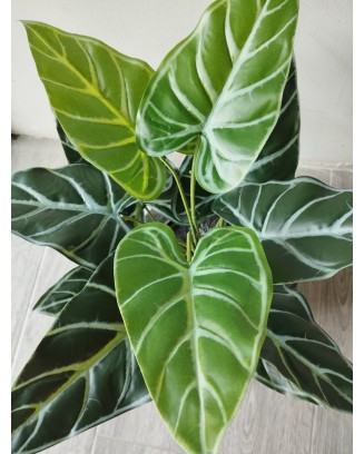 Follaje alocasia esqueleto 50cm