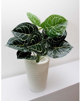 Follaje Calathea esqueleto 50cm