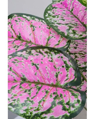 Follaje dalmata rosa 50cm
