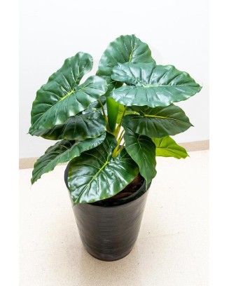 Hoja elegante natural  66cm de largo