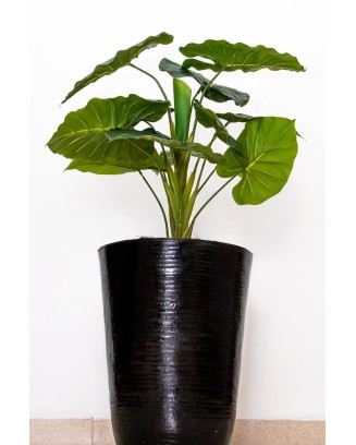 Hoja elegante natural  66cm de largo