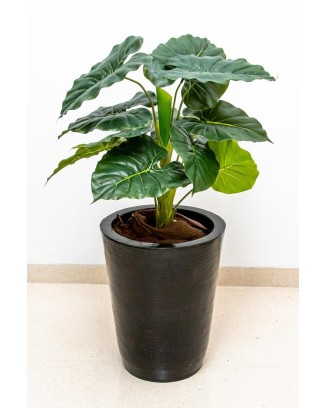 Hoja elegante natural  66cm de largo