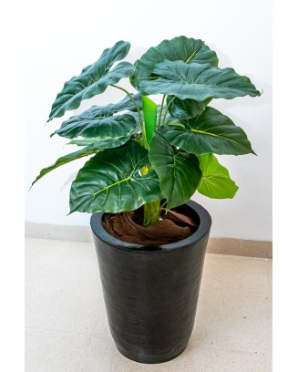 Hoja elegante natural  66cm de largo