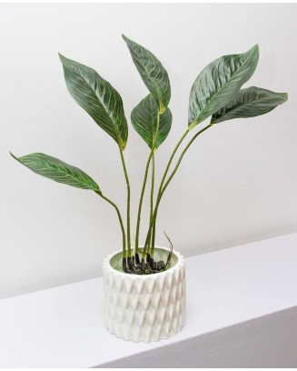 Planta Aglaonema con raices 65cm largo