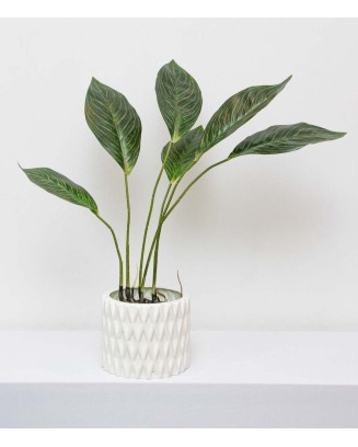 Planta Aglaonema con raices 65cm largo