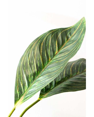 Planta Aglaonema con raices 65cm largo