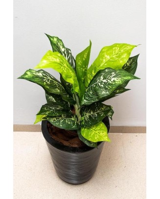 Planta calathea 57cm de largo