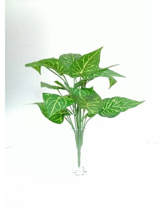 Paquete Calathea Lousiae...