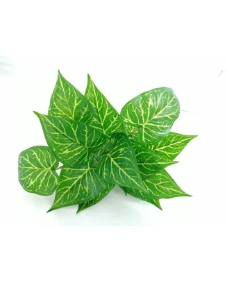 Paquete Calathea Lousiae 58cm largo, 12 pzas