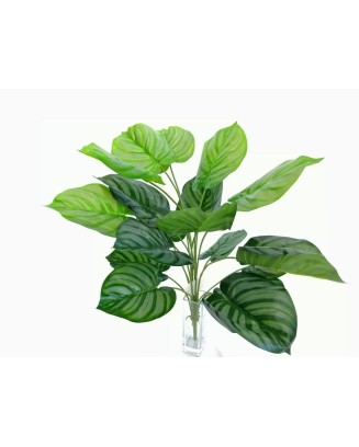 Planta calathea plateada 60cm