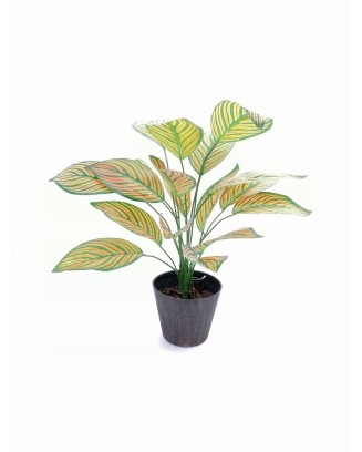 Paquete calathea Portokali 58cm largo, 12 Pzas