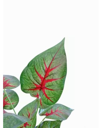 Paquete calathea rosea roja 58cm largo, 12pzas