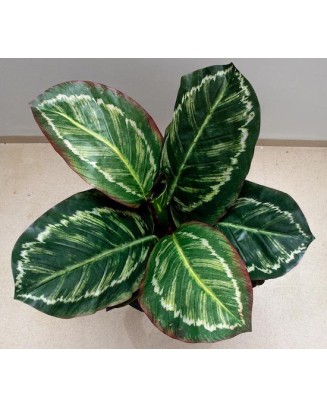 Planta calathea roseopicta 60cm de largo