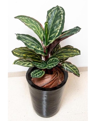 Planta calathea roseopicta 60cm de largo