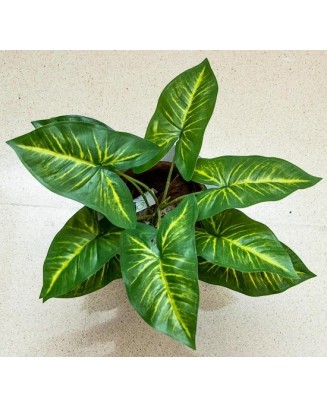 Planta Calladium de  53cm de largo