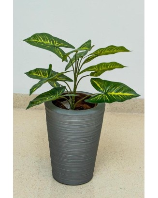 Planta Calladium de  53cm de largo
