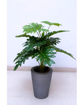 Planta costilla de adán de 65cm largo