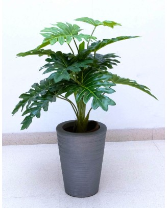 Planta costilla de adán de 65cm largo