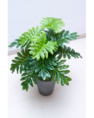 Planta costilla de adán de 65cm largo