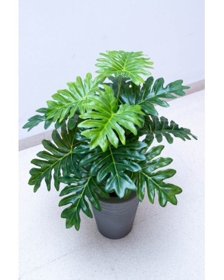 Planta costilla de adán de 65cm largo
