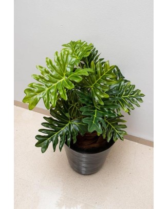 Planta Philodendrom garra de león 63cm largo