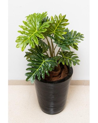 Planta Philodendrom garra de león 63cm largo