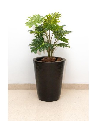 Planta Philodendrom garra de león 63cm largo