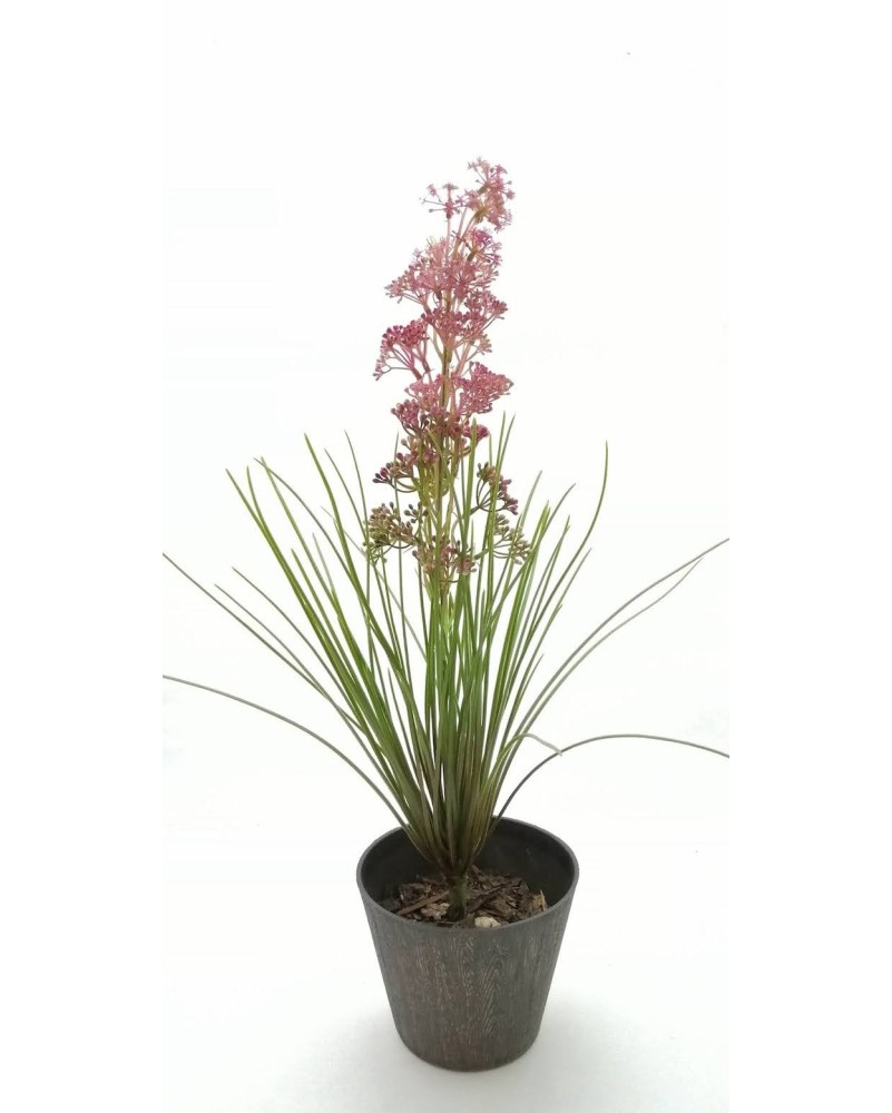 Planta con flores y zacatillo, lila y amarilla