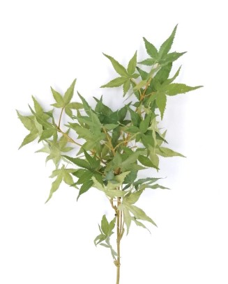 Vara de Cannabis 90cm largo