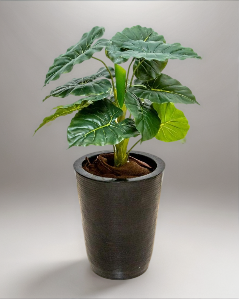 Hoja elegante natural  66cm de largo