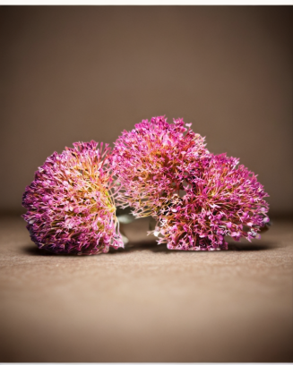 Vara de allium 50cm