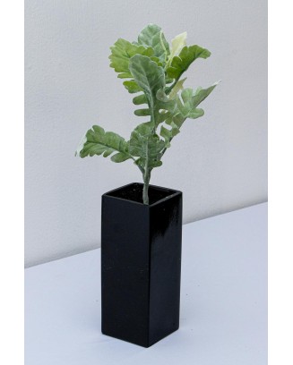 Vara de helecho cenizo 38cm