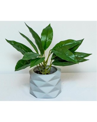 Hoja cuna de moises 45cm de largo