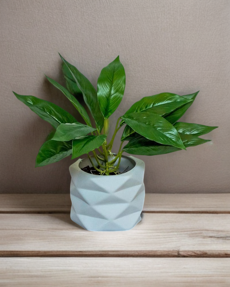 Hoja cuna de moises 45cm de largo