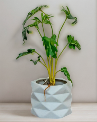 Philodendron Xanadu 45cm de...