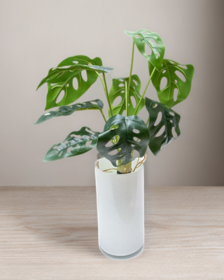 Planta monstera andasonii...